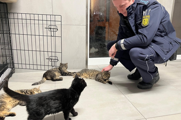 Heidelberg: Babykatzen in Heidelberg-Kirchheim gefunden