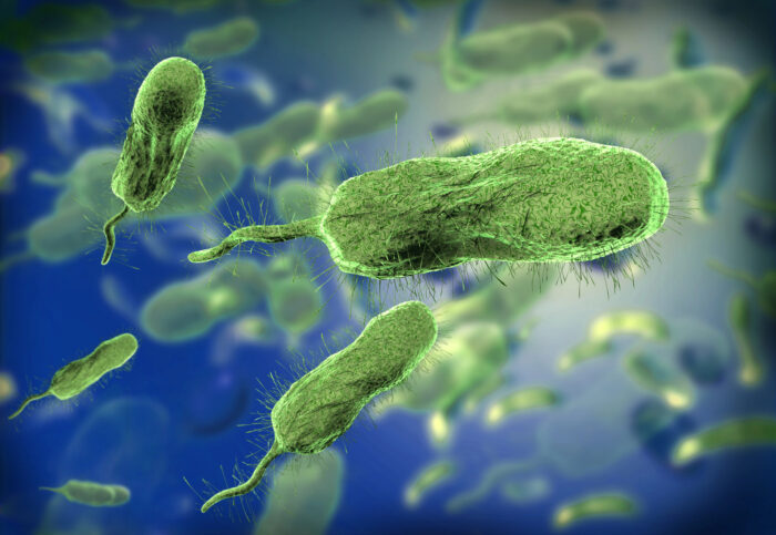 Vibrio vulnificus-Infektionen Australien