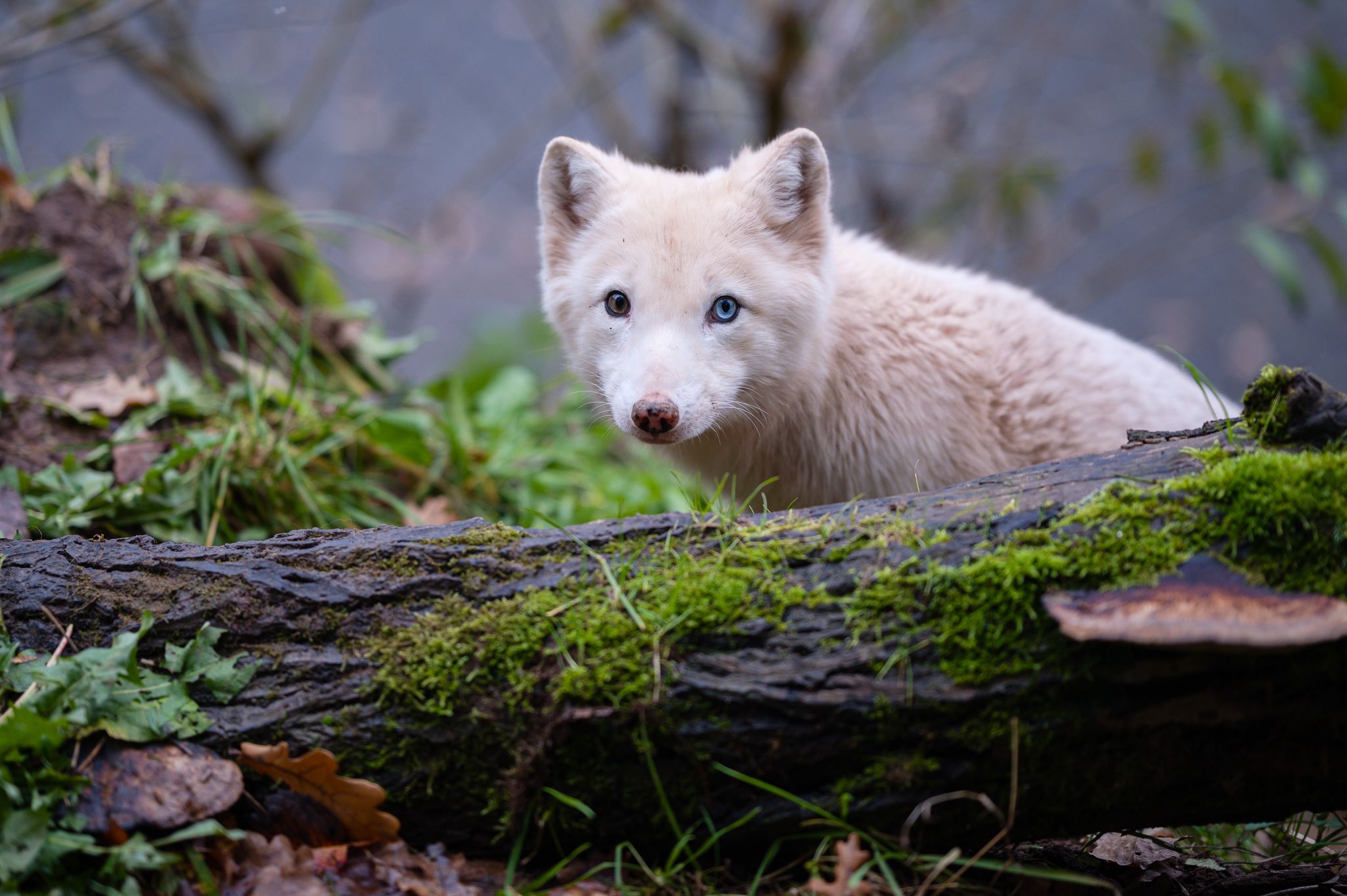 Tiere und Pflanzen verlieren genetische Vielfalt