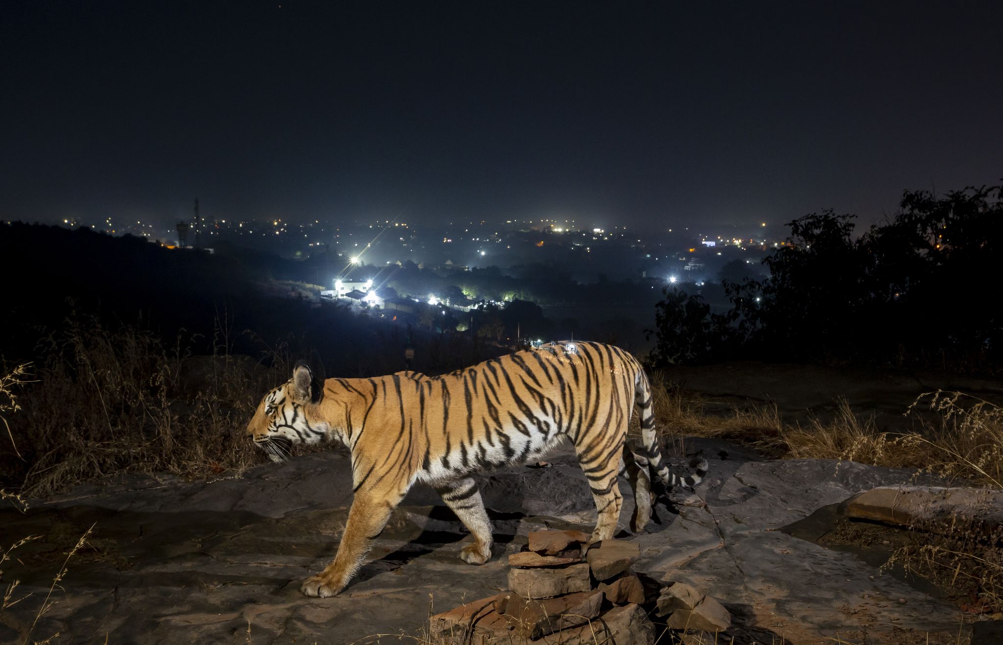 Tigerpopulation in Indien steigt dank besserer Schutzbemühungen