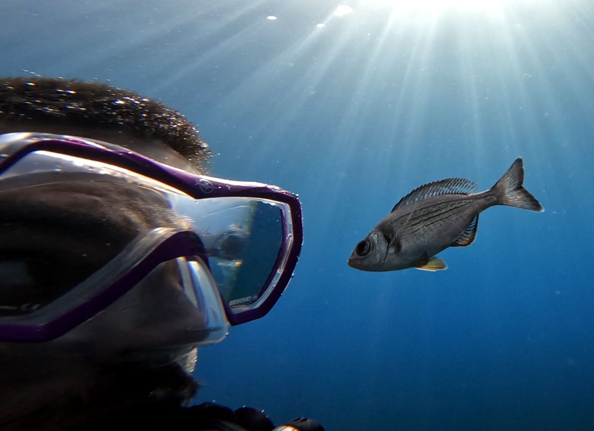 Fische erkennen Taucher: Farbmerkmale statt Gesichter