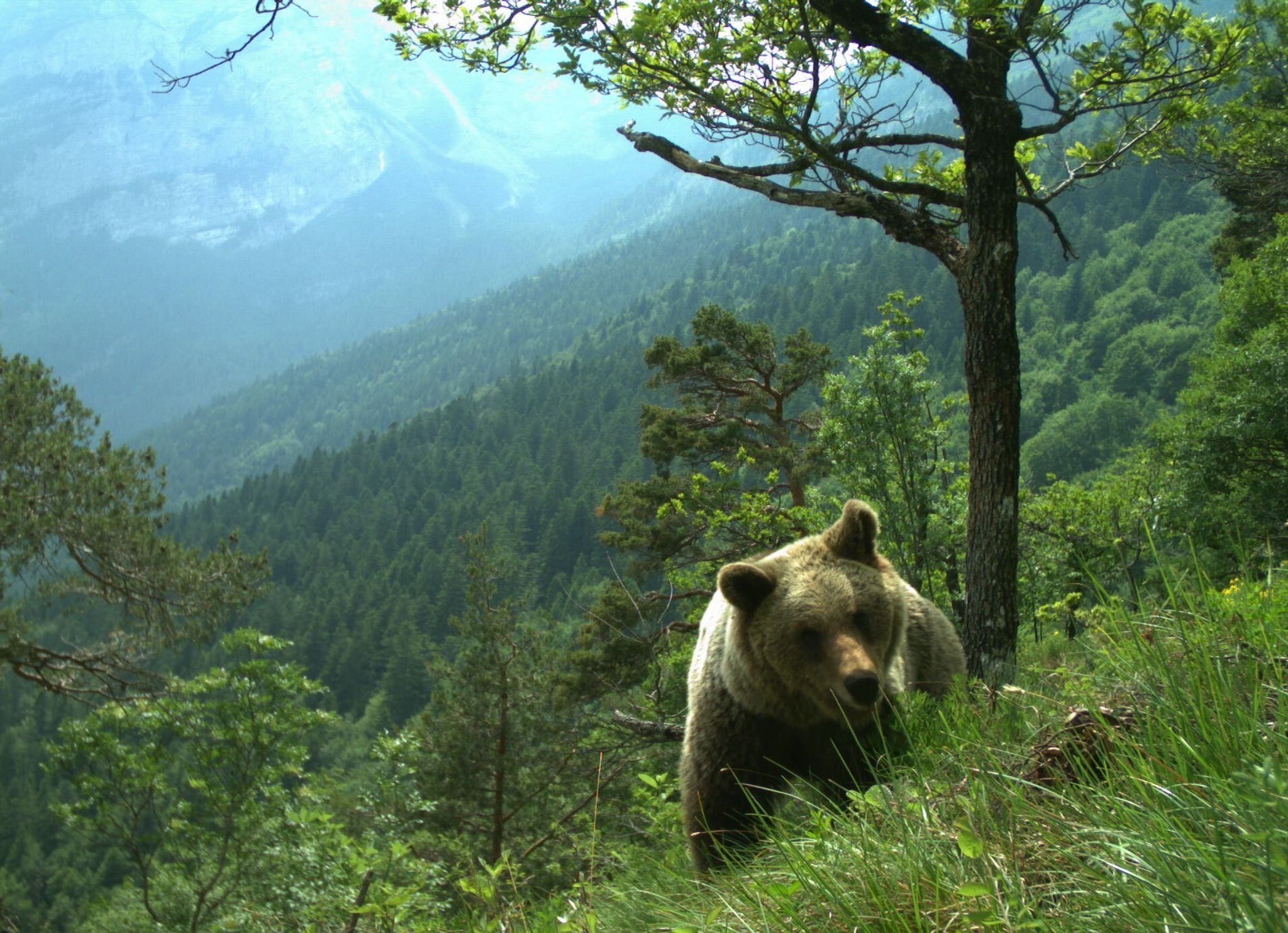 Bären im Trentino: Erst geholt, dann geschossen