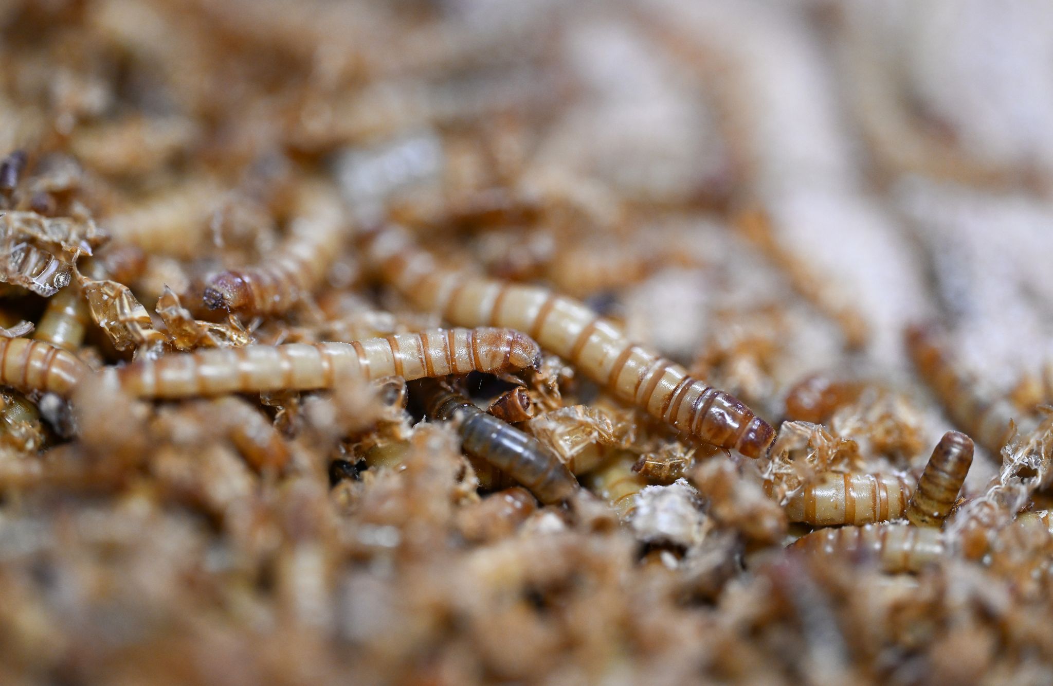 EU erlaubt UV-behandeltes Insektenpulver in Lebensmitteln