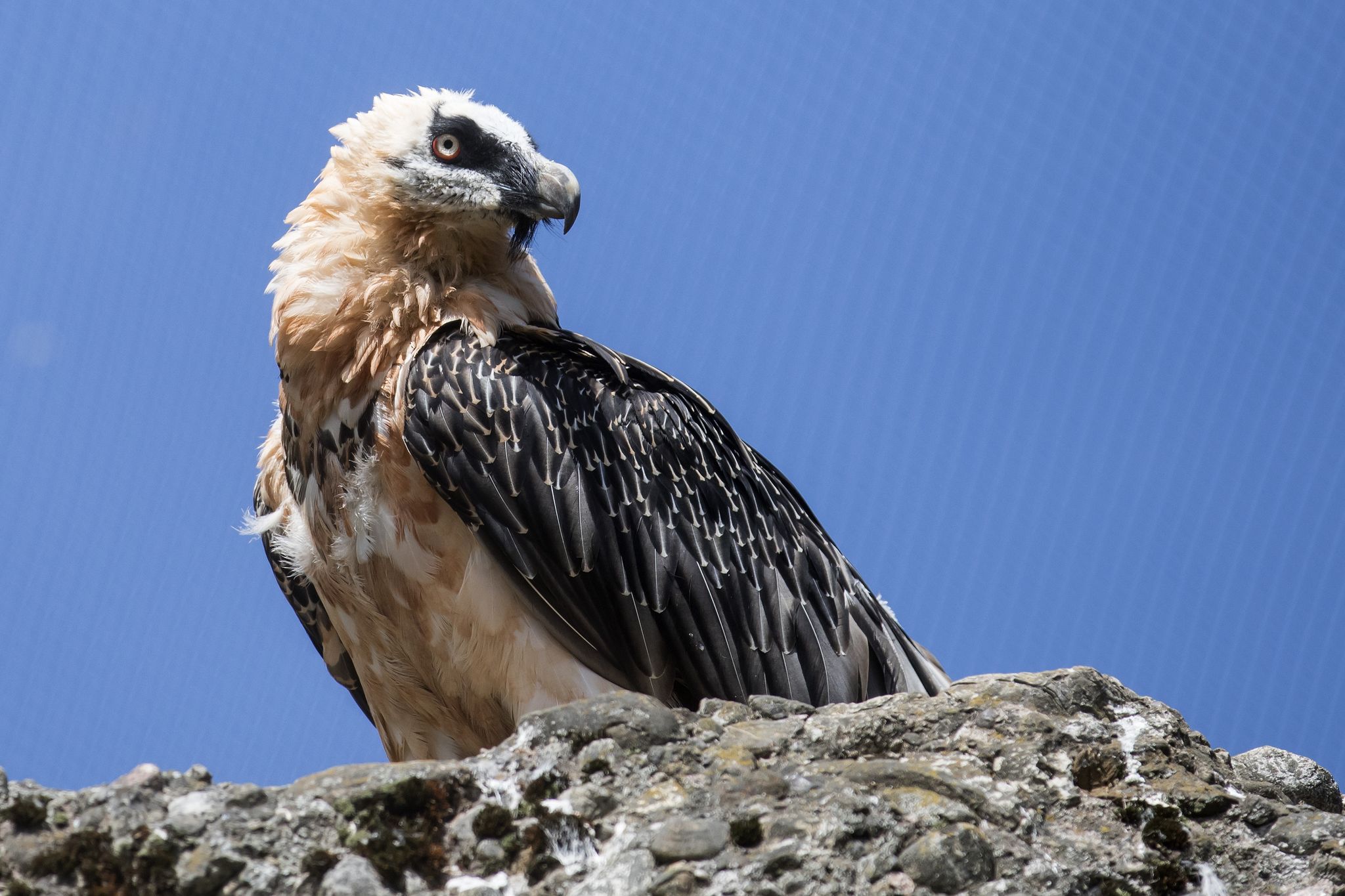 Windräder können Gefahr für Bartgeier in den Alpen sein