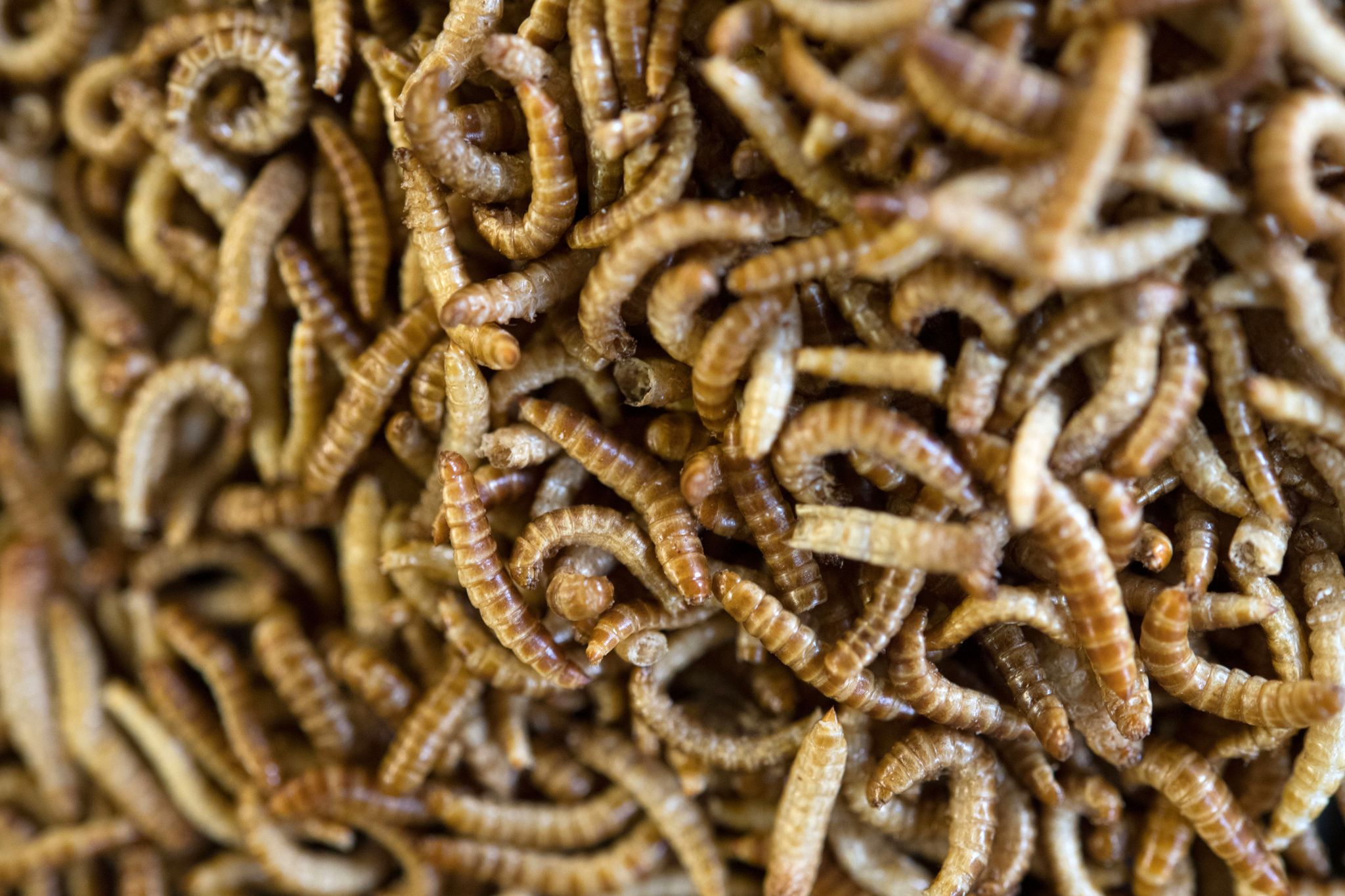 Insekten in Lebensmitteln: Nische oder Trend?
