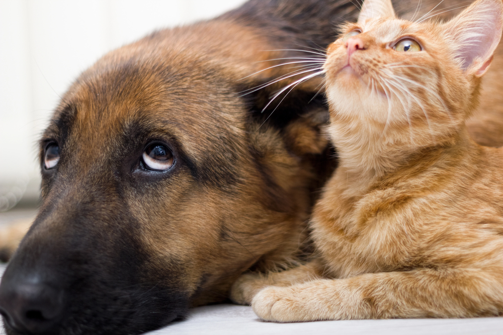 Vogelgrippe breitet sich aus – jetzt auch Hunde und Katzen betroffen!