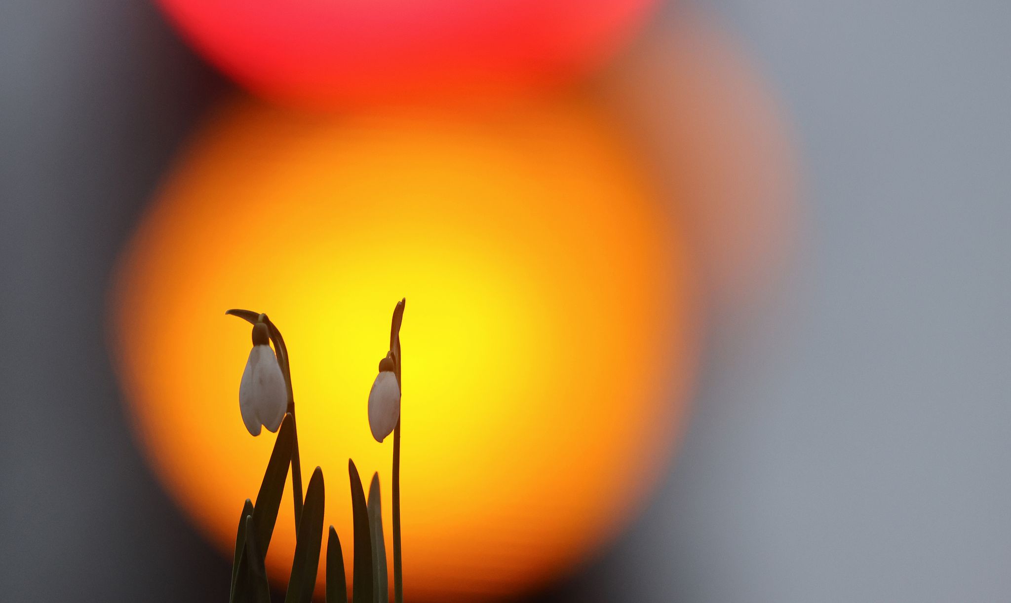 Für den Rosenmontag wird frühlingshaftes Wetter erwartet