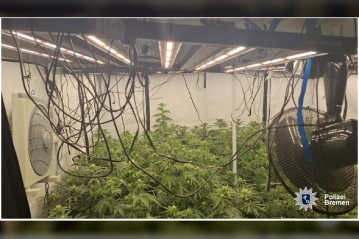 Polizei entdeckt Cannabisplantage in Neustadt
