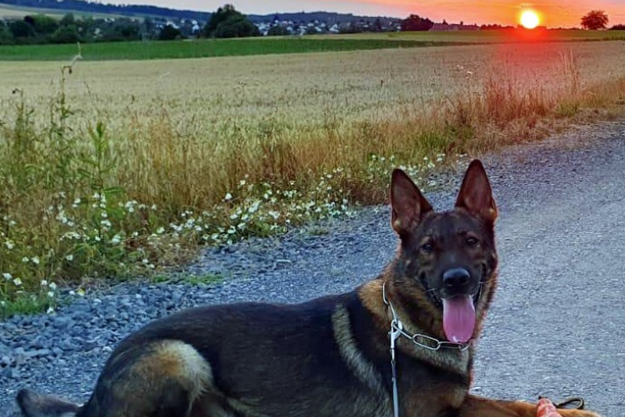 Kassel: Polizeihund Janko spürt Drogenversteck auf