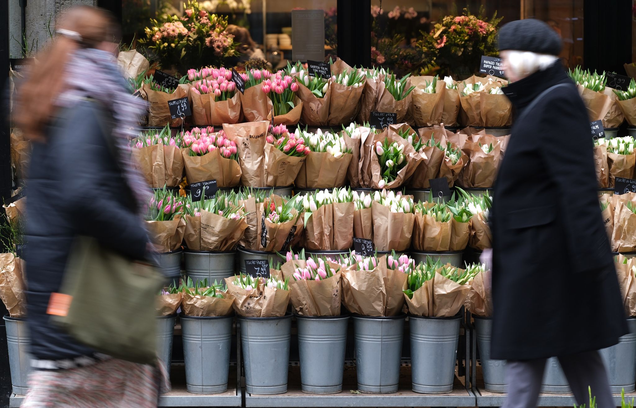 Preisanstieg bei Tulpen: Qualitätsmangel und schlechte Ernten führen zu höheren Kosten