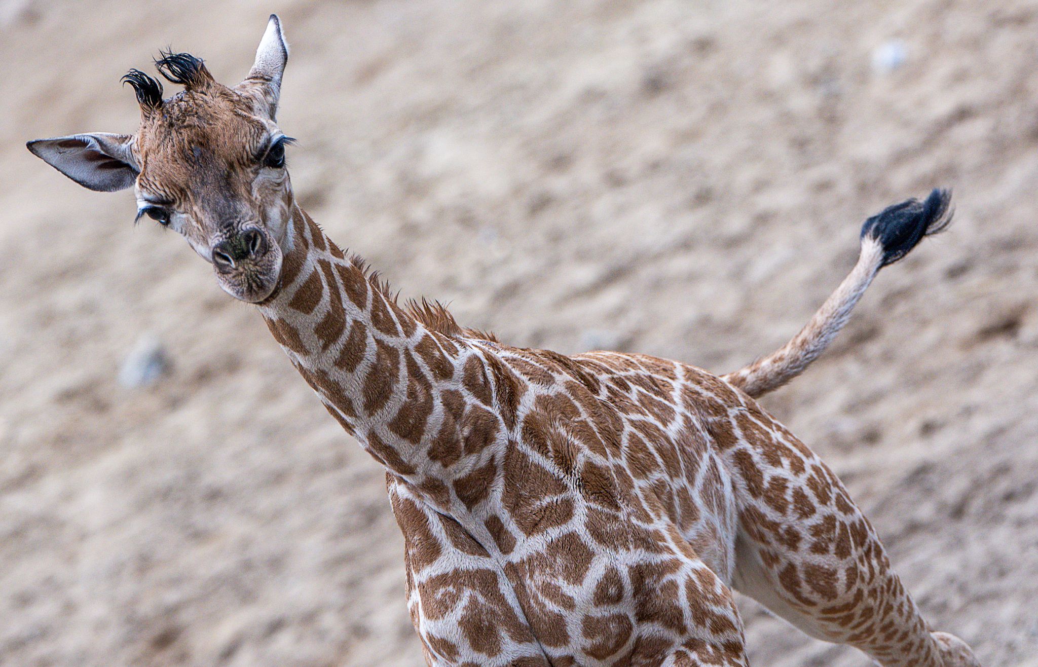 Giraffen-Baby erstmals draußen im Schweriner Zoo zu sehen