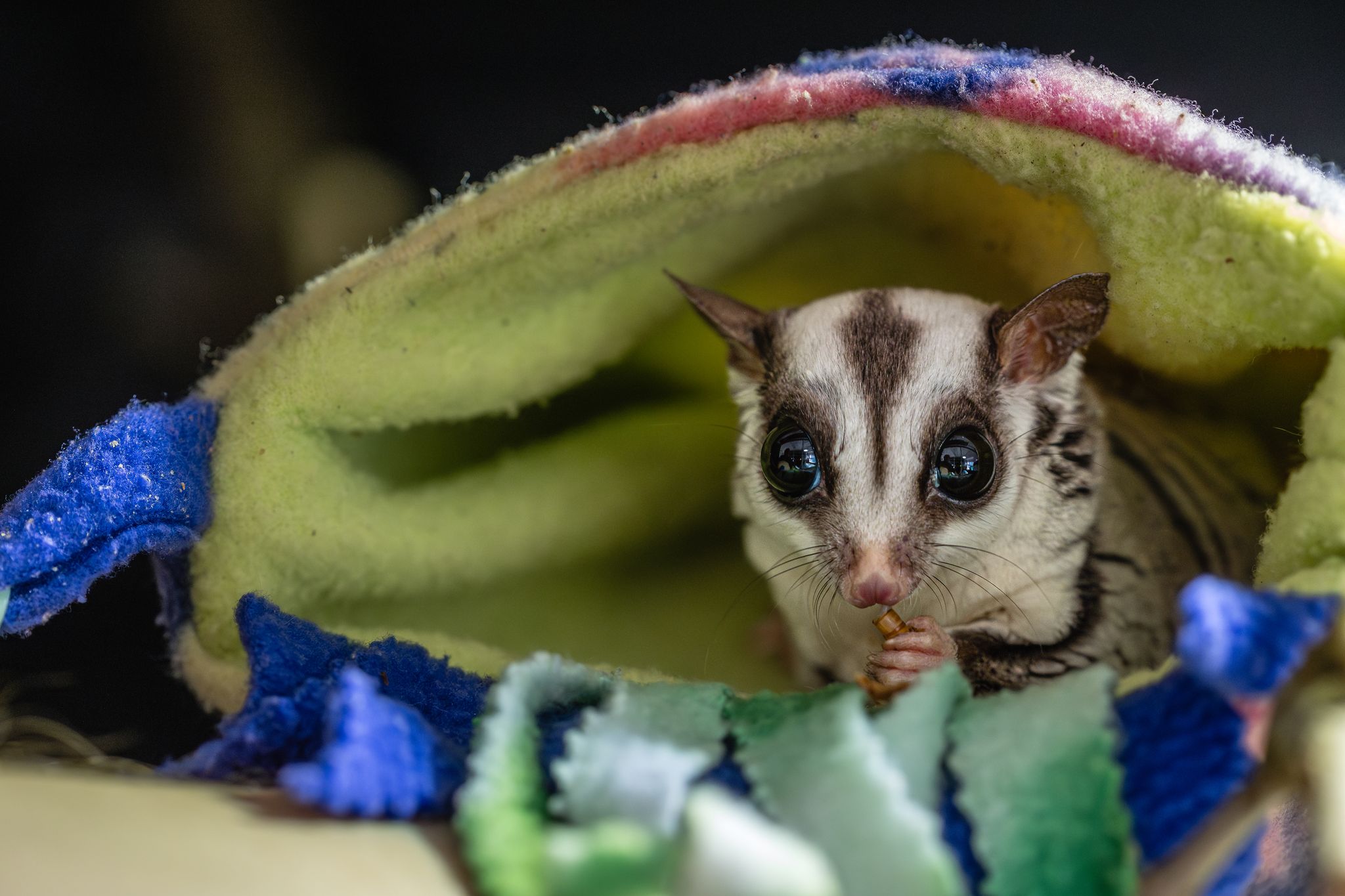 Niedliche Exoten, aber: «Sugar Glider sind keine Haustiere»