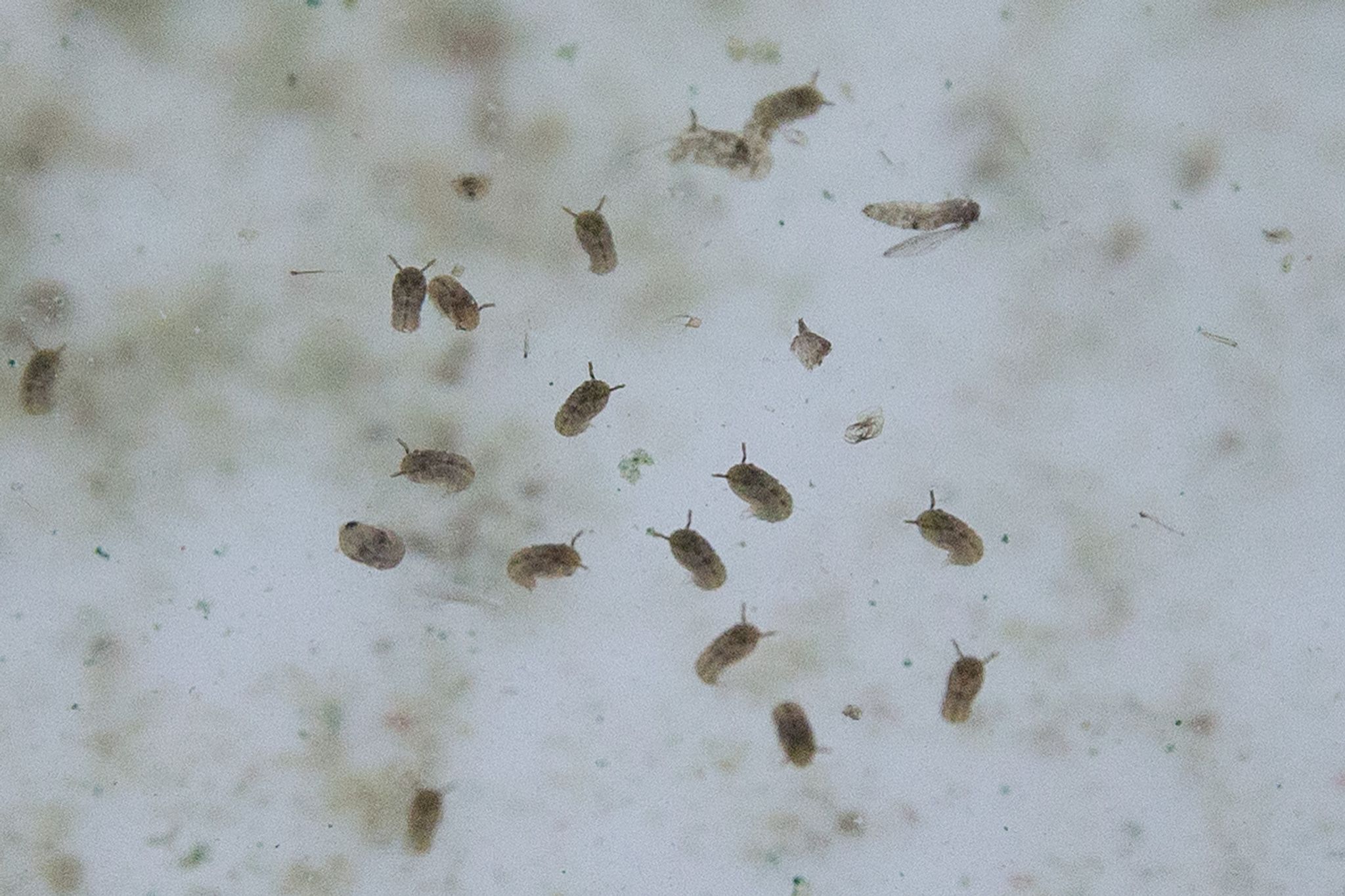 Studie enthüllt: Oropouche-Virus weit verbreitet in Lateinamerika