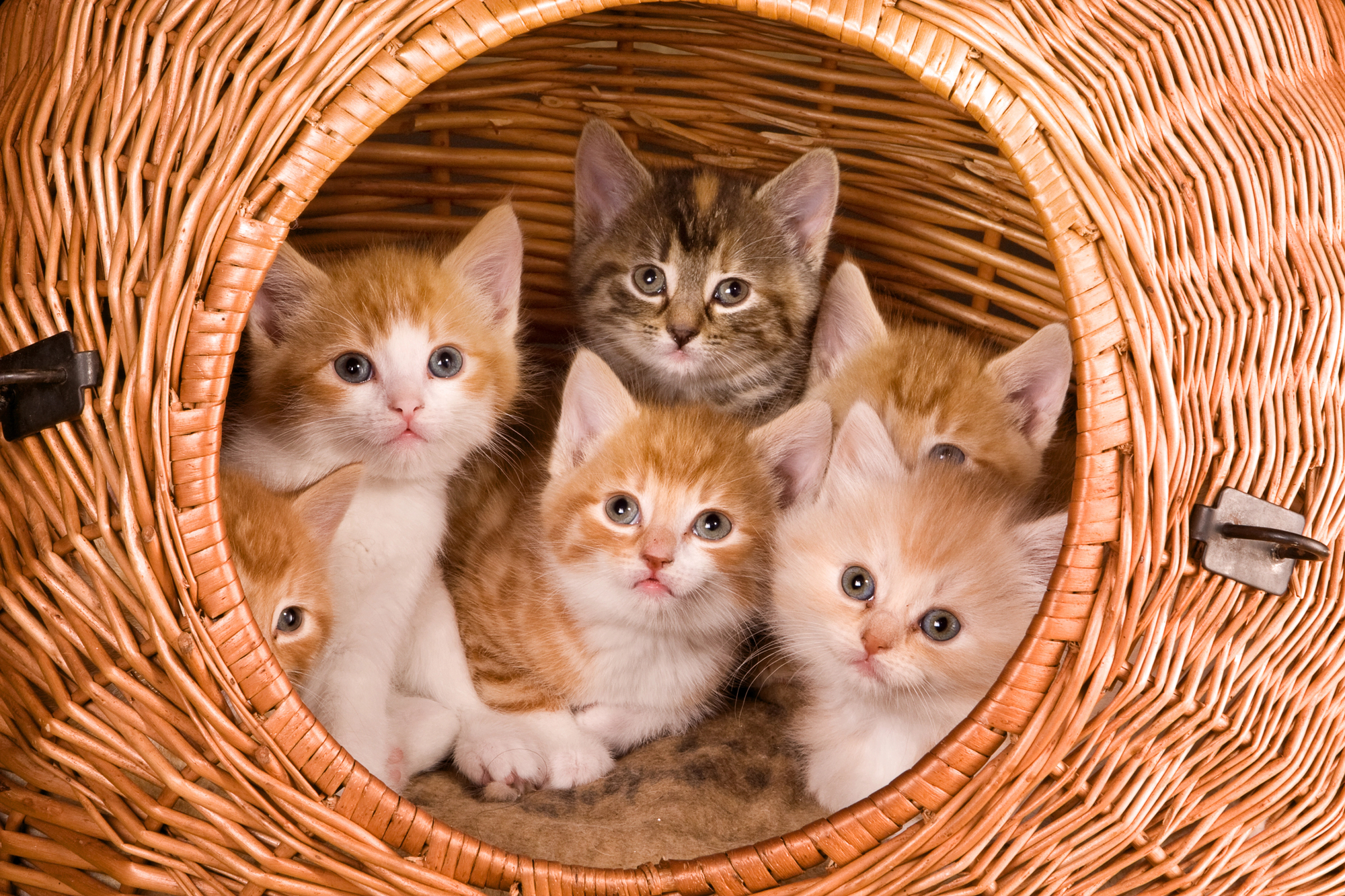 Diese Katzenrassen sind besonders anhänglich – Platz 1 überrascht!