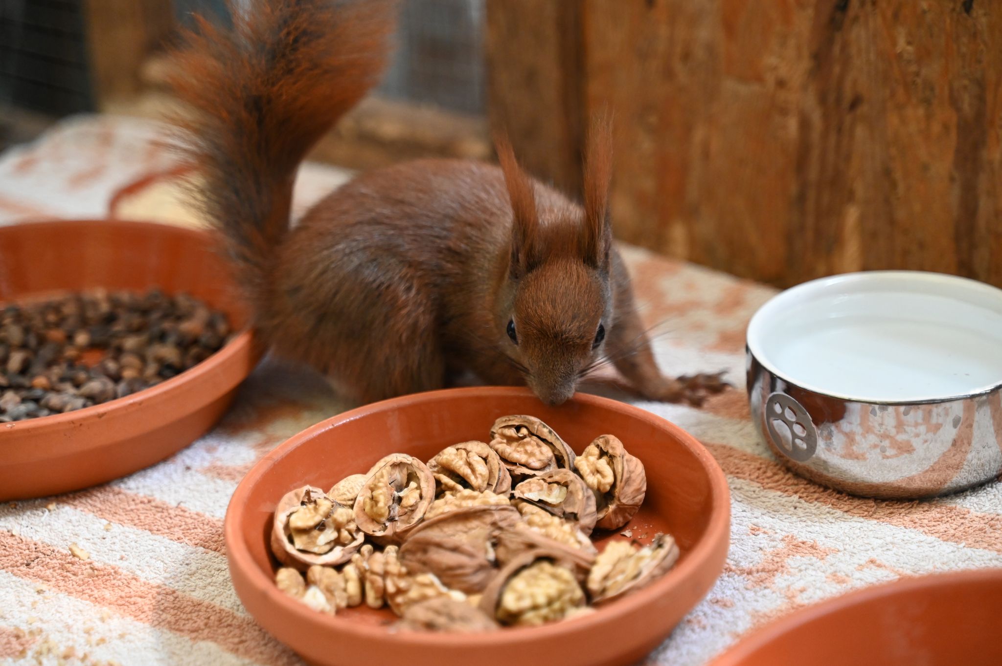 Wenn Eichhörnchen vom Ast fallen: Klimawandel schwächt Tiere