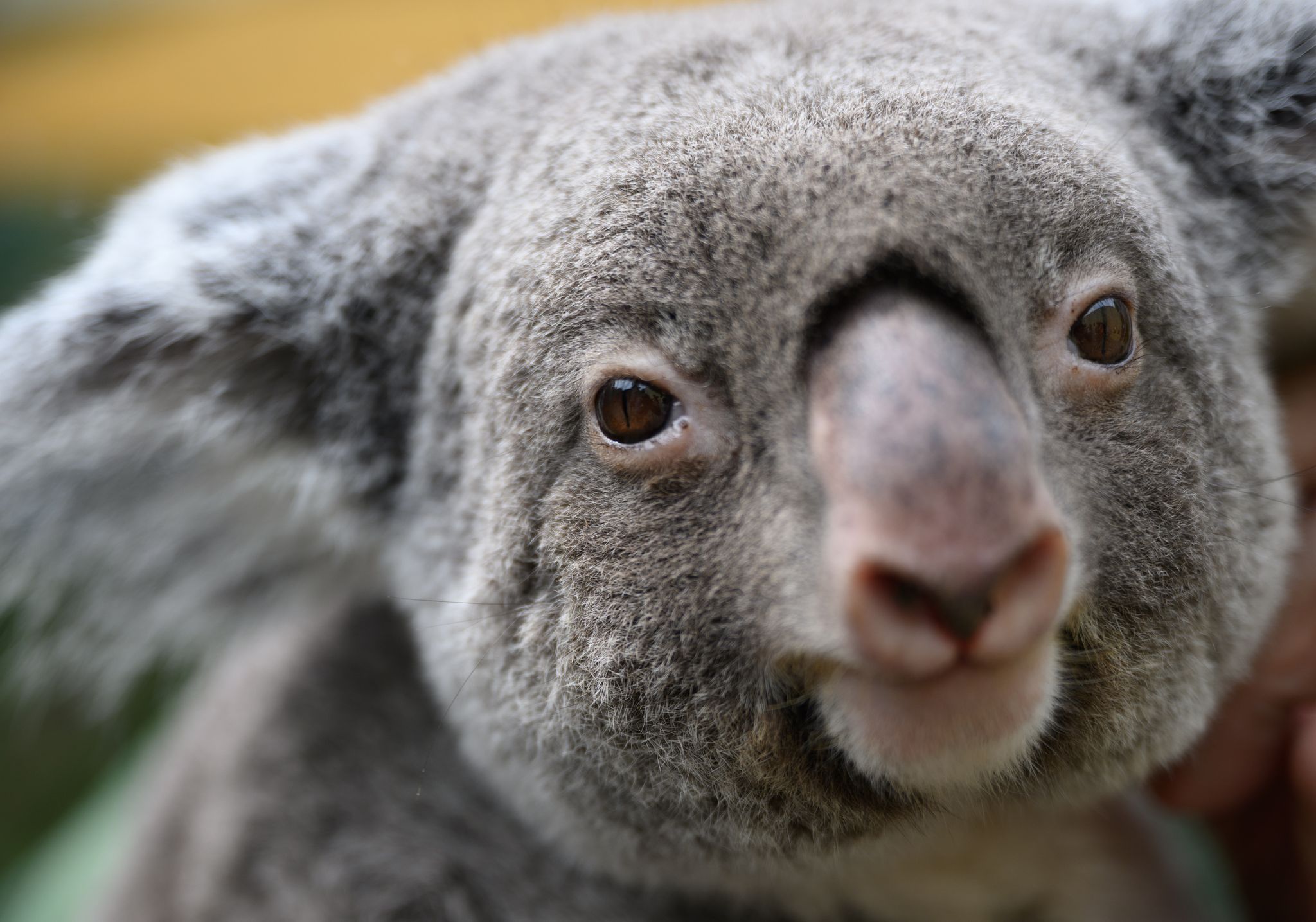 Warum Australien 700 Koalas aus der Luft abgeschossen hat