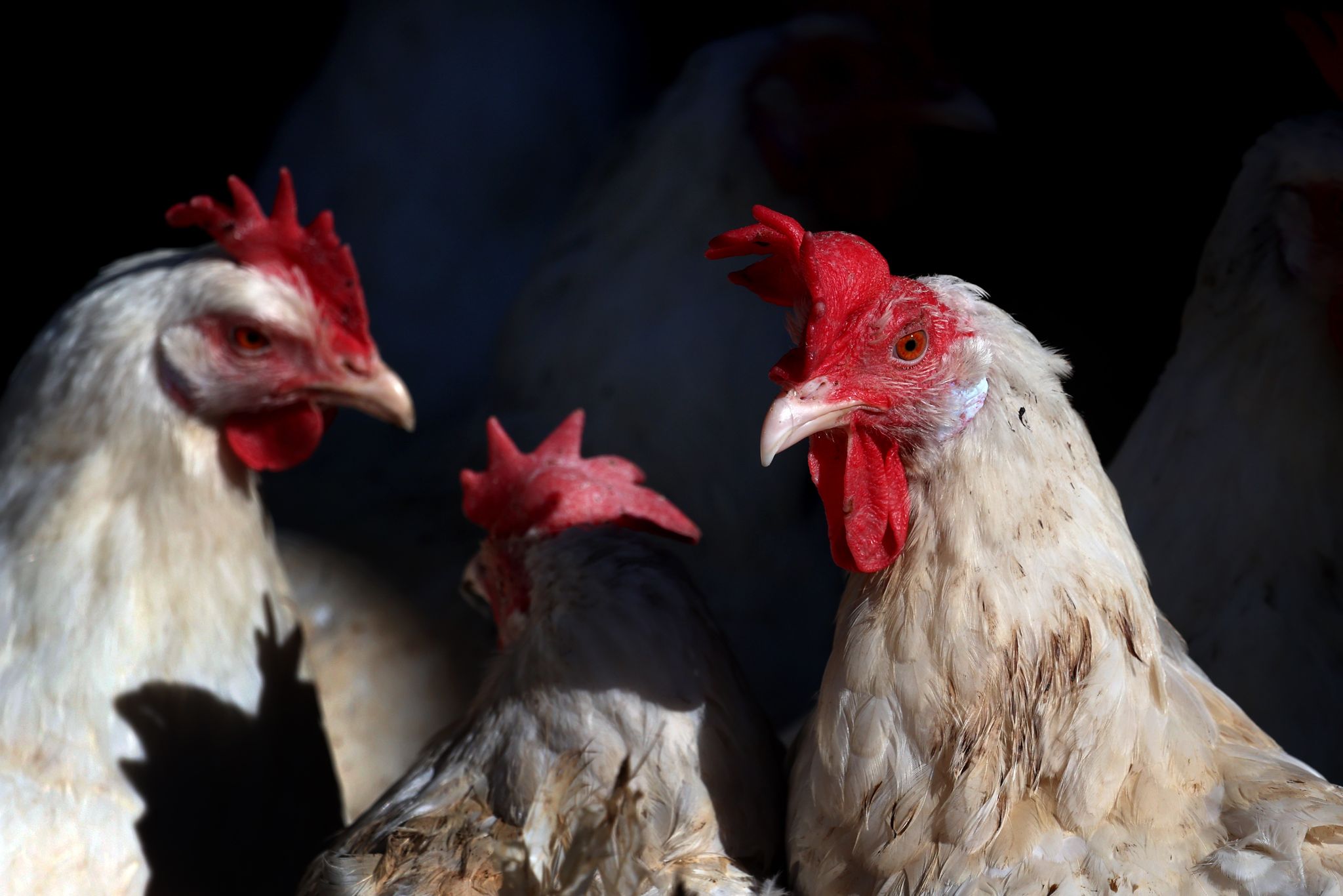 Es war einmal das Huhn – Wissenswertes um Ei und Gackertier