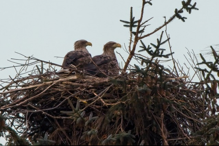 Archsum: Zerstörung Seeadler-Nistplatz auf Sylt