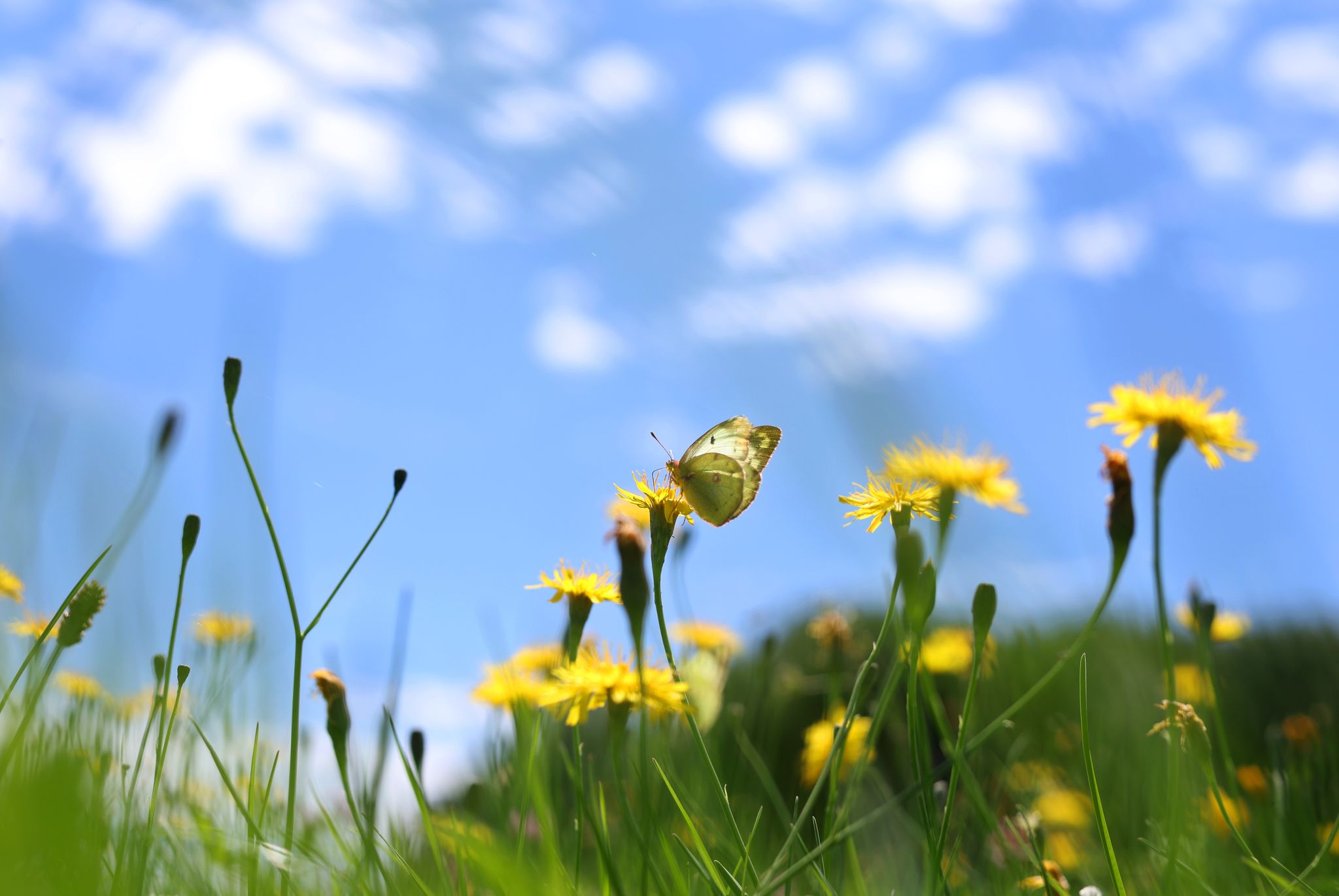 Rasenmäher im Mai stehen lassen: Aktion für mehr Insektennahrung