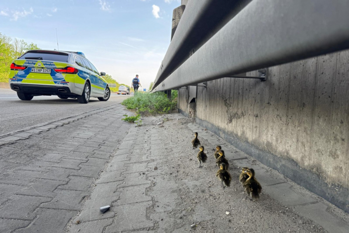 Mörfelden-Walldorf: Autobahnpolizisten retten Entenküken