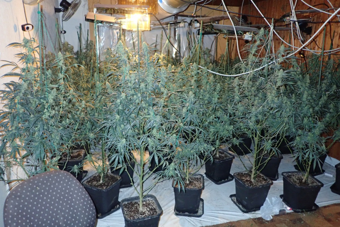 Kassel: Einbruchsserie in Hirschhagen aufgeklärt, Polizei klärt Serie von Einbrüchen und hebt Cannabisplantage aus.