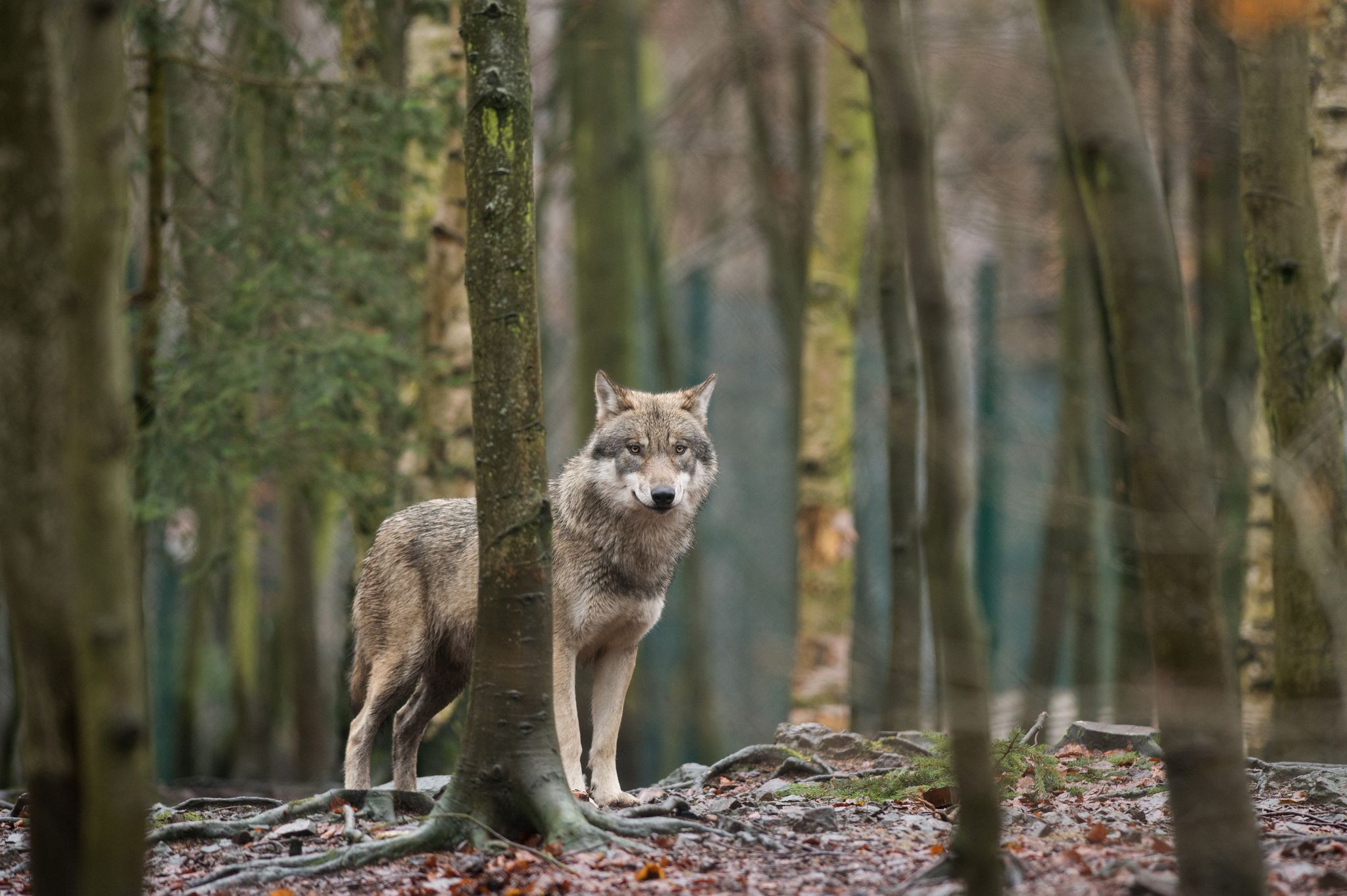 EU-Parlament macht Weg für mehr Wolf-Abschüsse frei