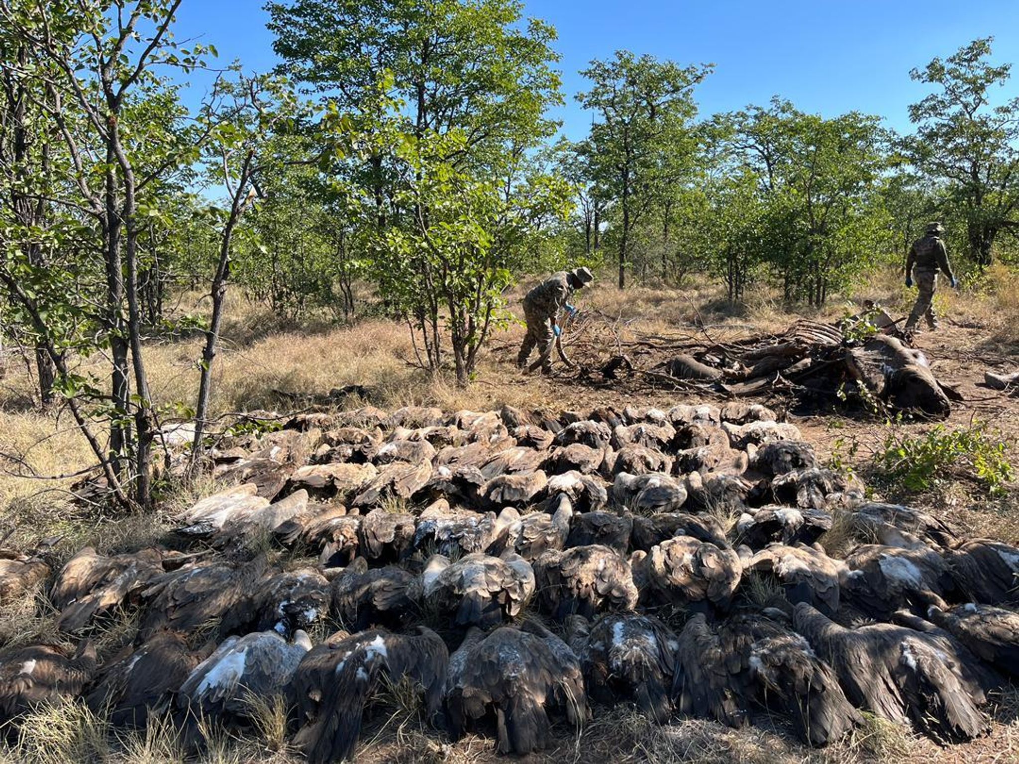 Geier-Vergiftungsfall im südlichen Afrika: 123 Tiere getötet
