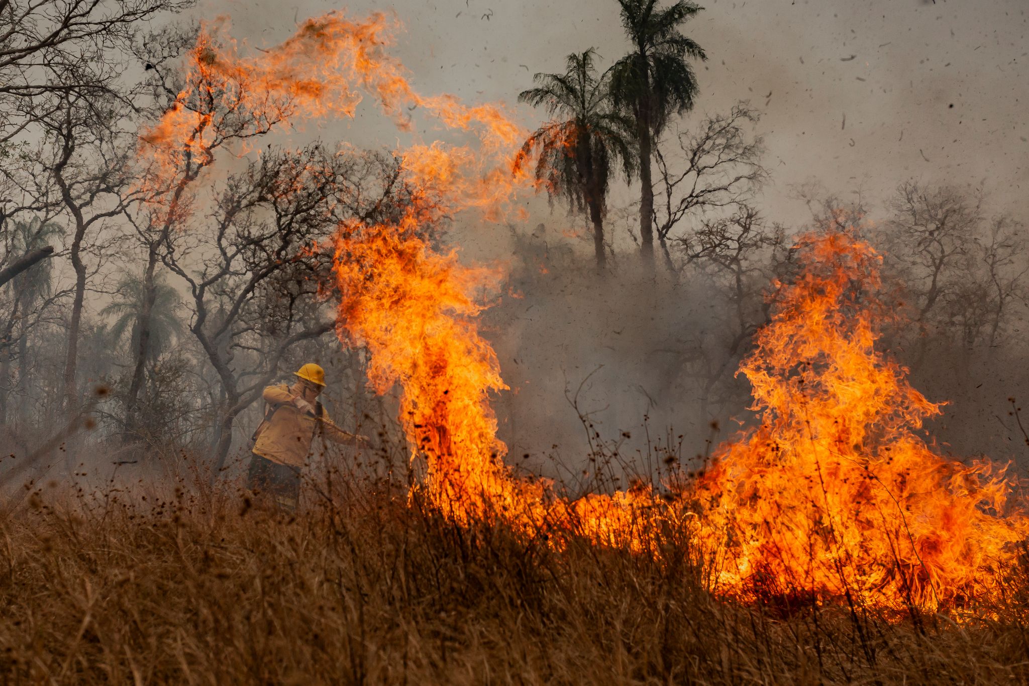 Alarmstufe Rot für die Wälder: Rekordverluste und steigende Brandgefahr