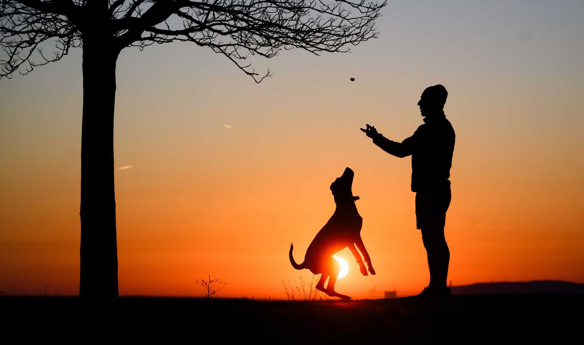 Haustiere als Kinderersatz: Warum Hunde so beliebt sind
