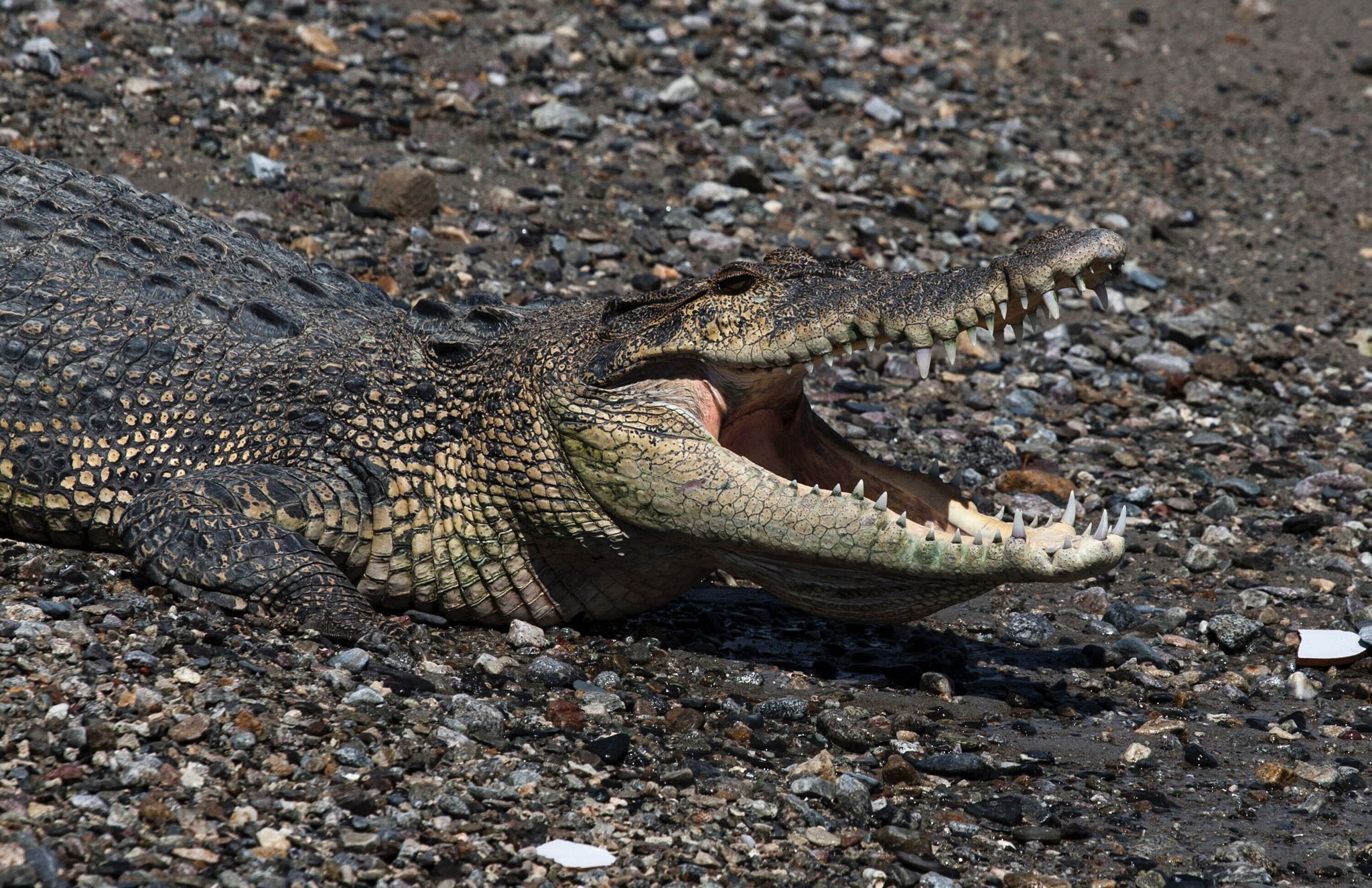 Krokodil tötet Schwimmer in Indonesien