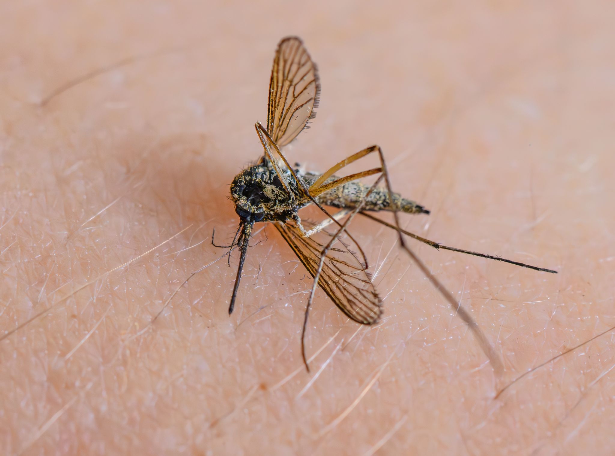 Bislang wenig Mücken – aber keine Entwarnung für den Sommer