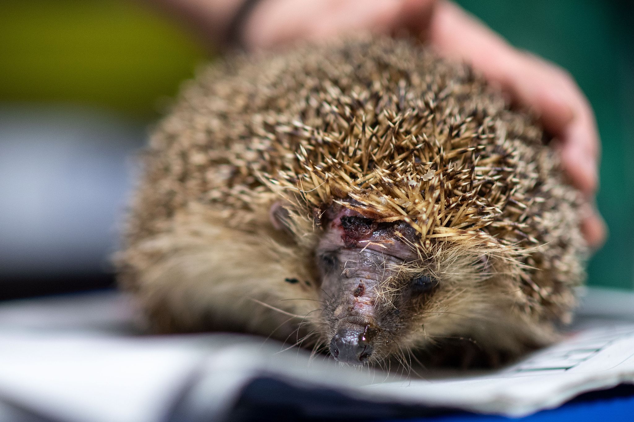 Igel-Tod durch Mähroboter – vor allem nachts droht Gefahr