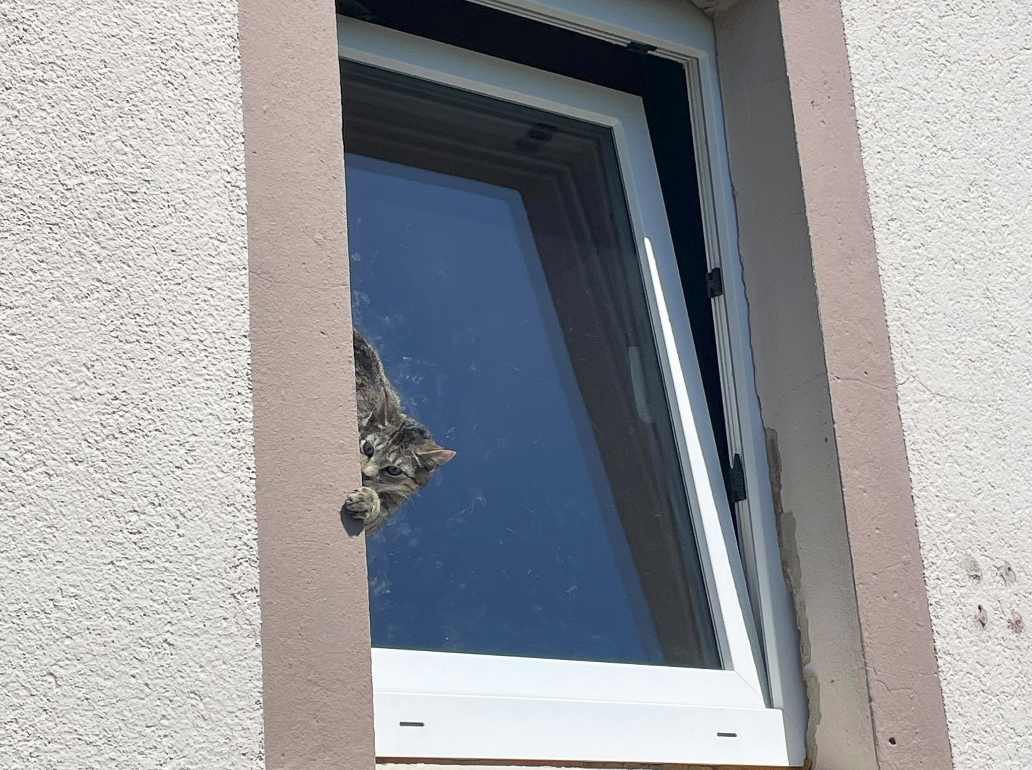 Feuerwehr rettet Katze aus gekipptem Fenster