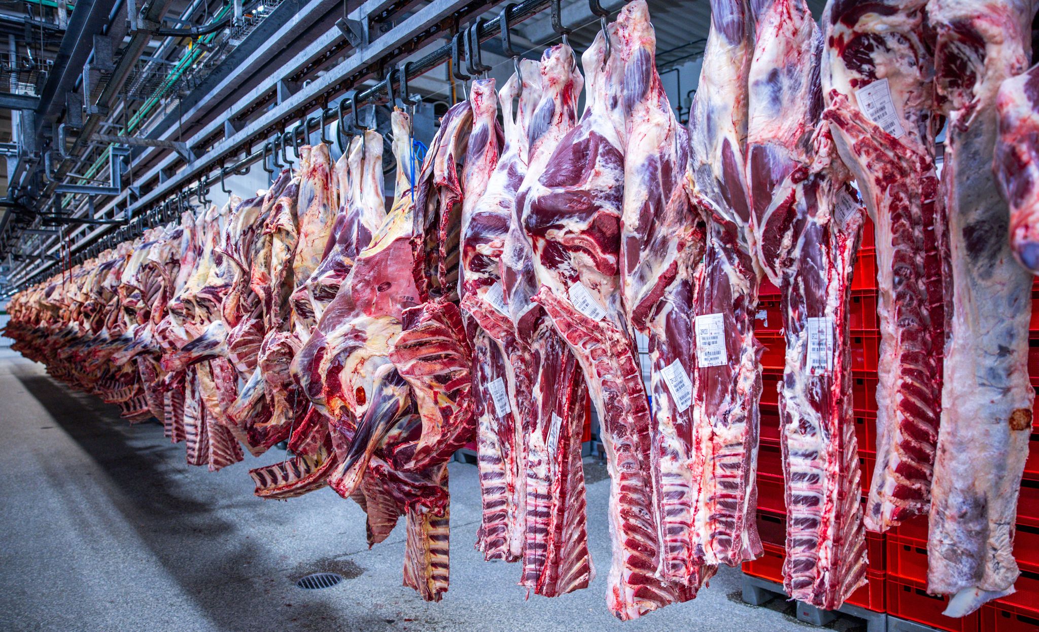 Schweineschlachtungen in Deutschland steigen wieder leicht an
