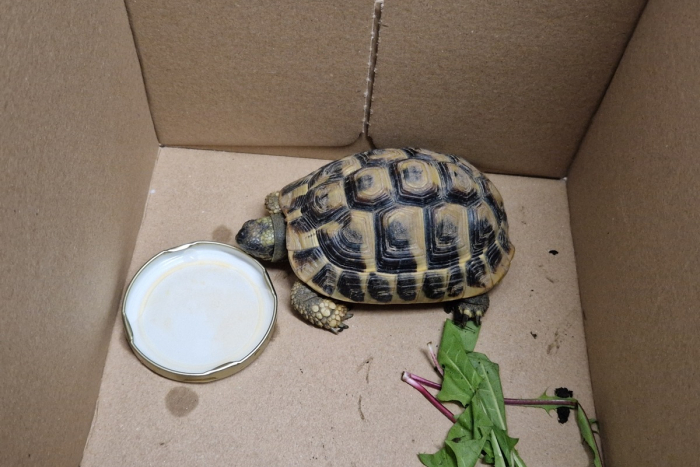 Mendig, Industriestraße: Entdeckung einer Griechischen Landschildkröte