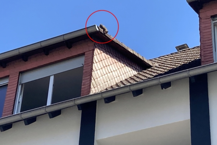 Viernheim: Rettungseinsatz für Katze auf Vordach