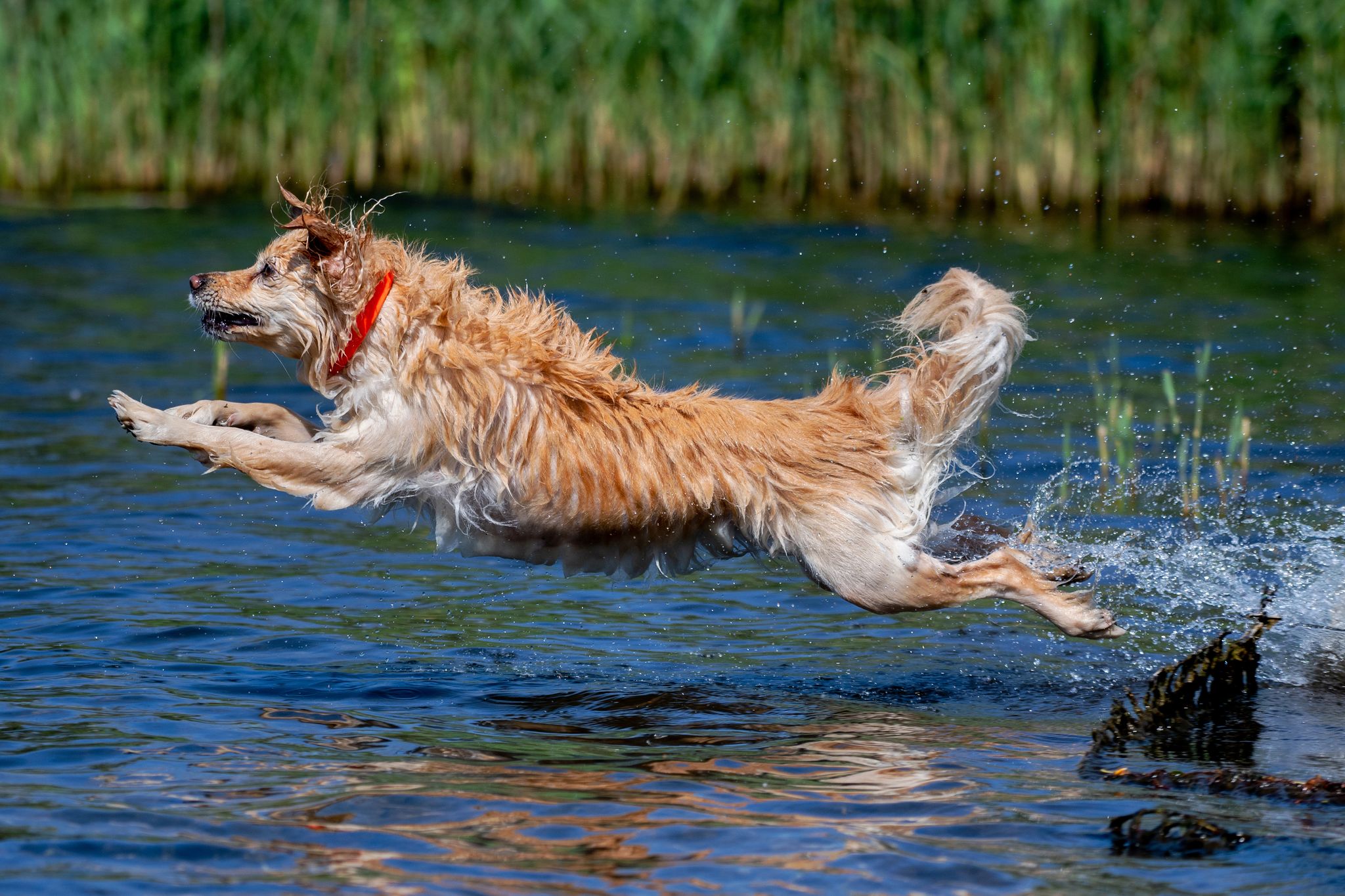 «Lupenreines Sommerwetter»