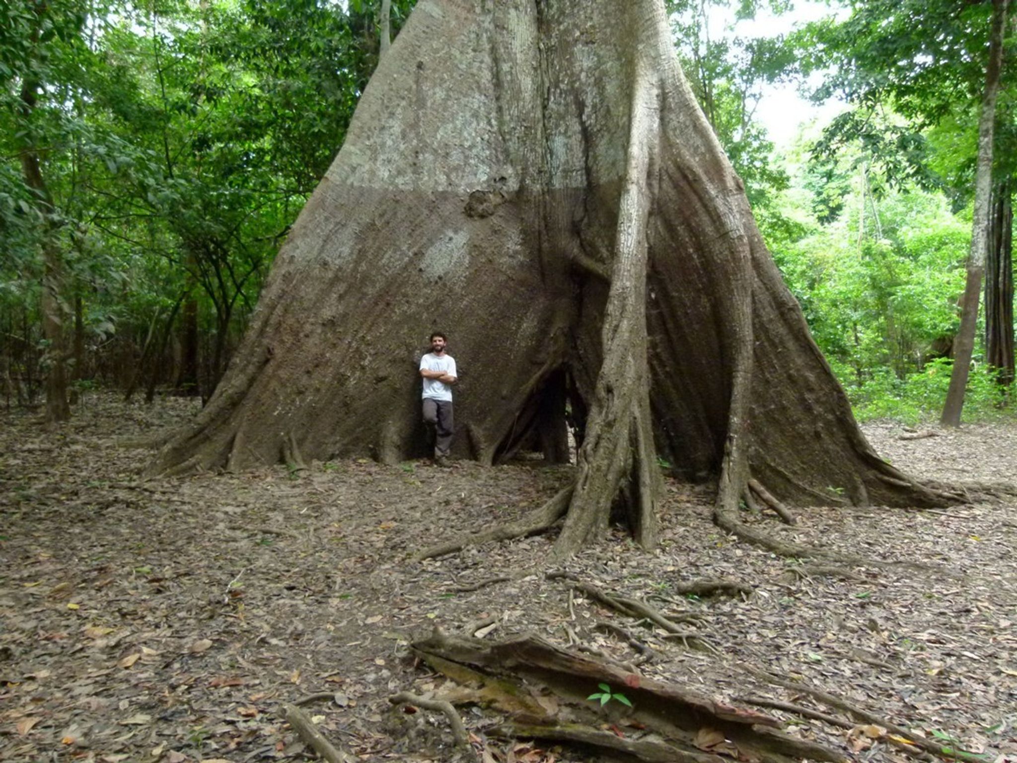 Baumringe verraten, was sich im Amazonas verändert