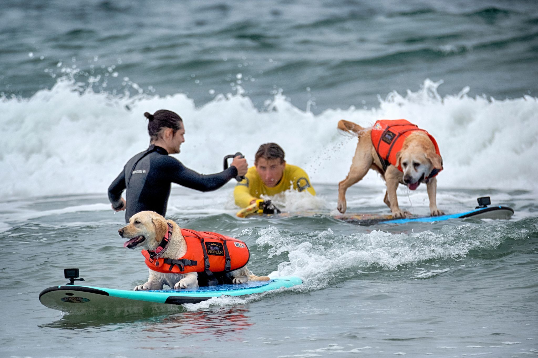 «Es gibt nichts Niedlicheres»: Hunde wetteifern um Surftitel
