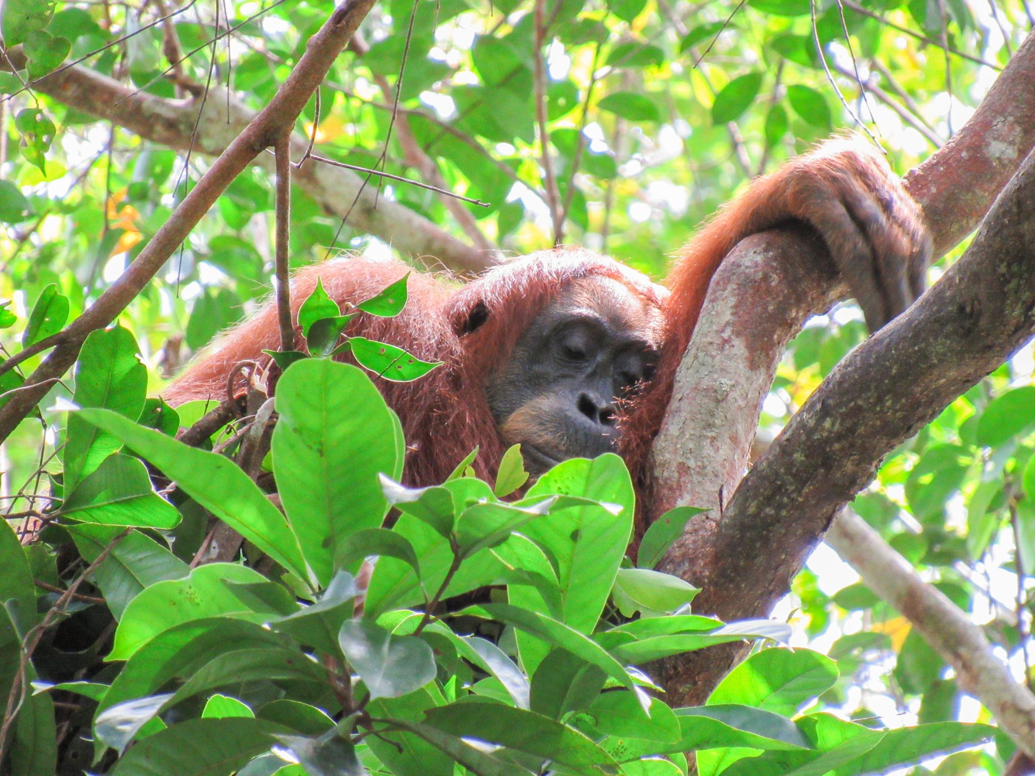 Orang-Utans schlafen ähnlich wie Menschen und kompensieren Schlafmangel mit Nickerchen