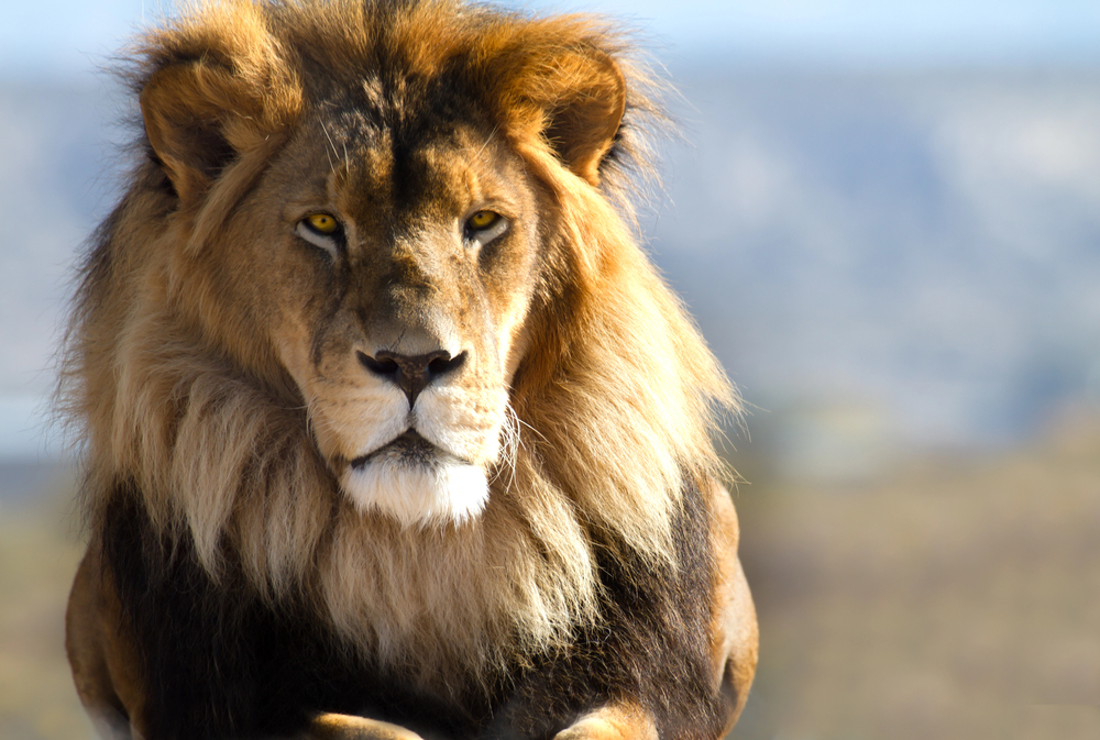 Löwin zerfleischt bekannten Unternehmer beim Camping in Namibia