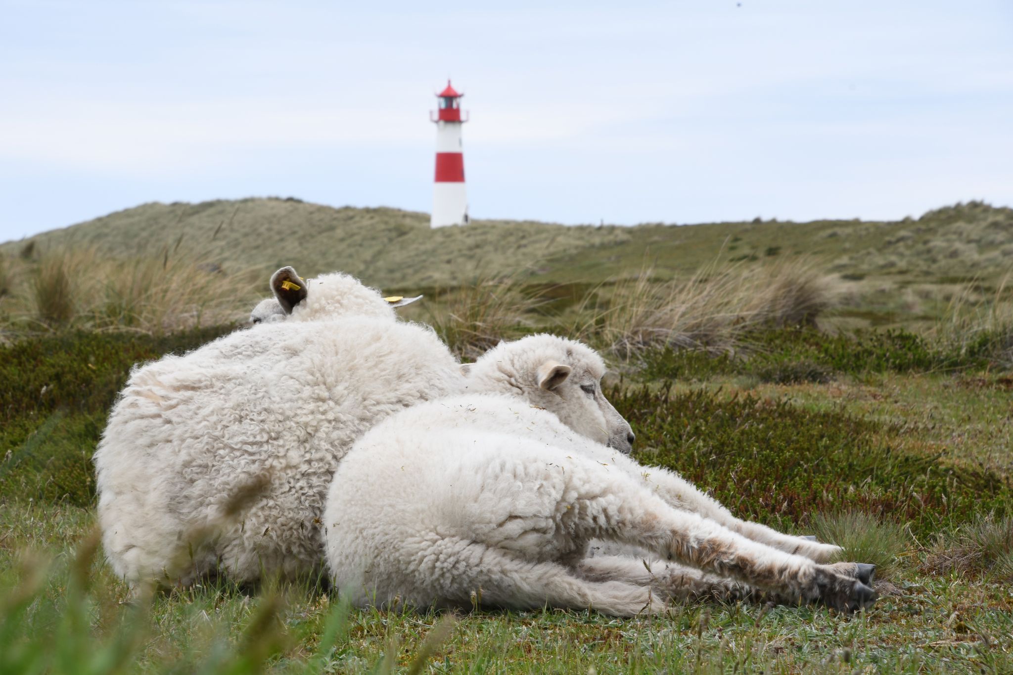 Goldschakal auf Sylt darf wieder gejagt werden