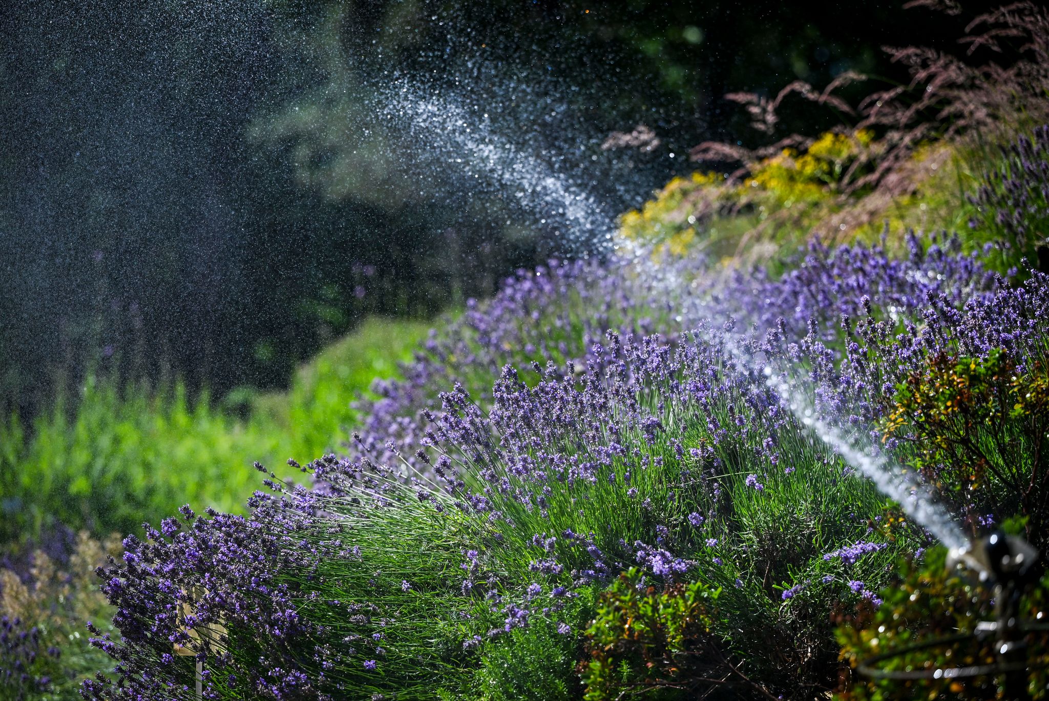 Wetterdienst: Juni war außergewöhnlich warm