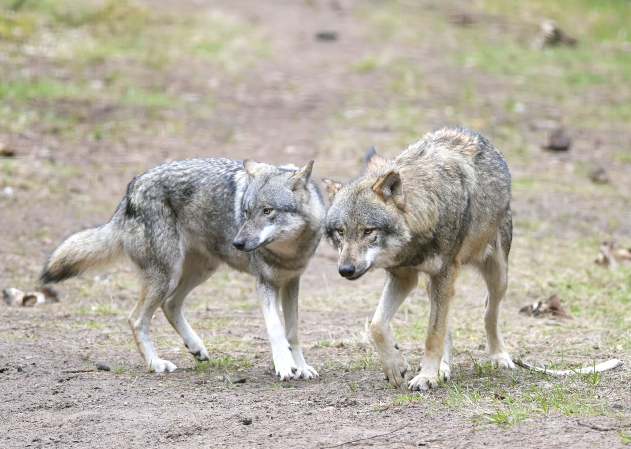 EU-Länder geben final grünes Licht für mehr Wolf-Abschüsse
