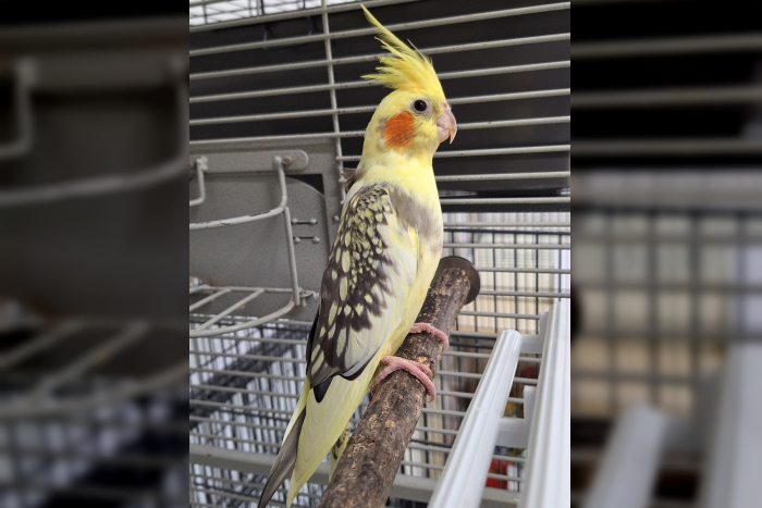 Geestemünde: Polizei nimmt schrägen Vogel in Gewahrsam