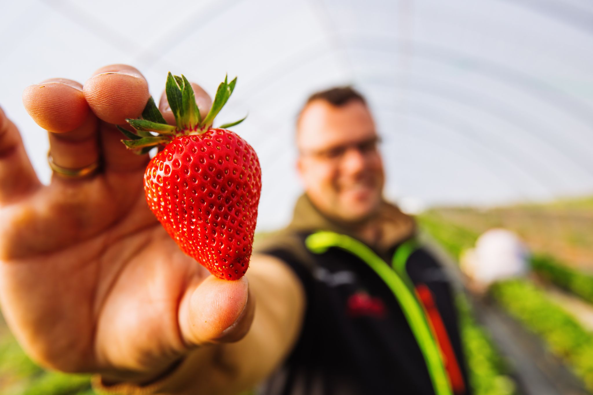 Preisanstieg bei Erdbeeren: Zukunft der deutschen Erdbeere in Gefahr