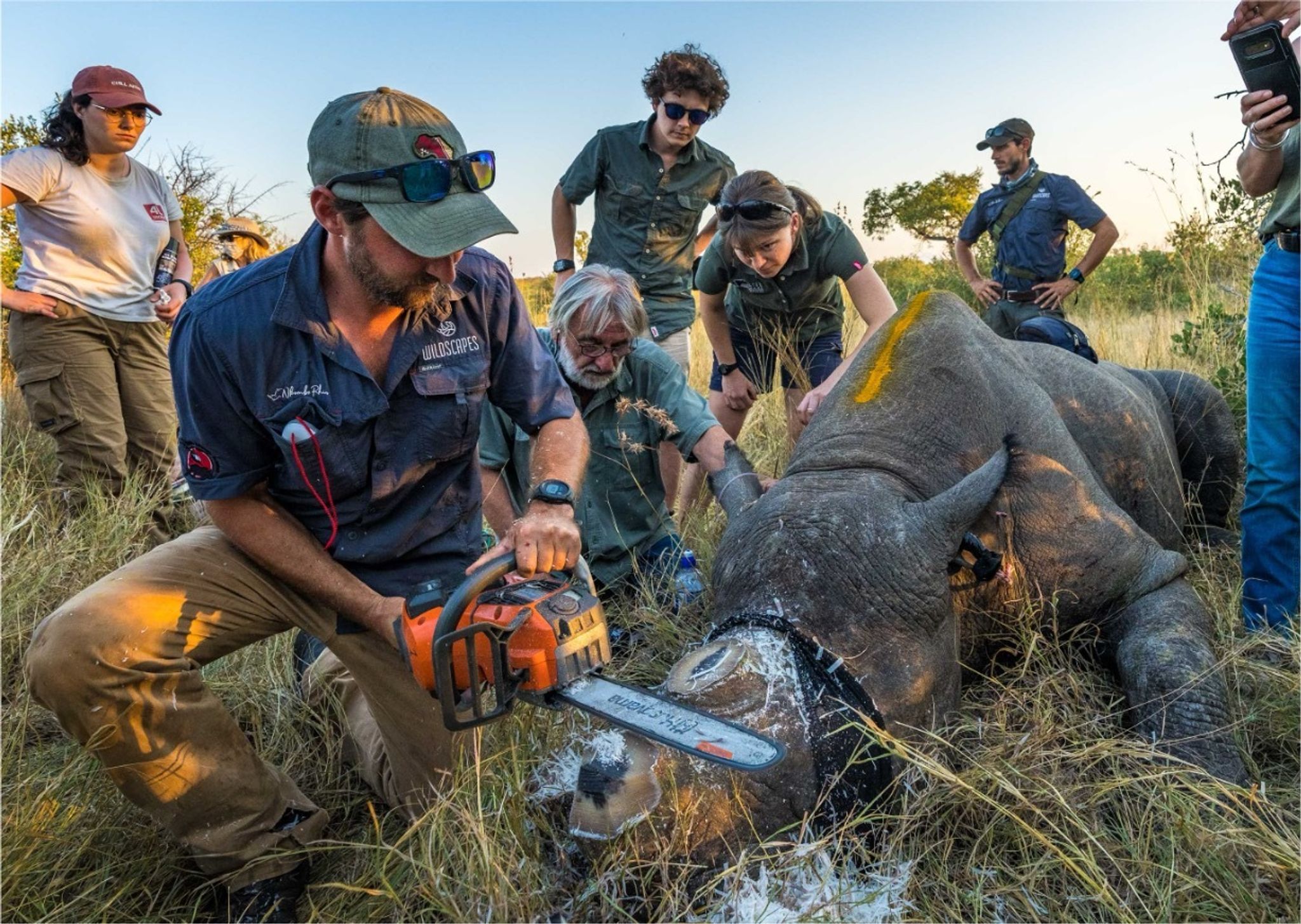Entfernung des Horns reduziert Nashorn-Wilderei