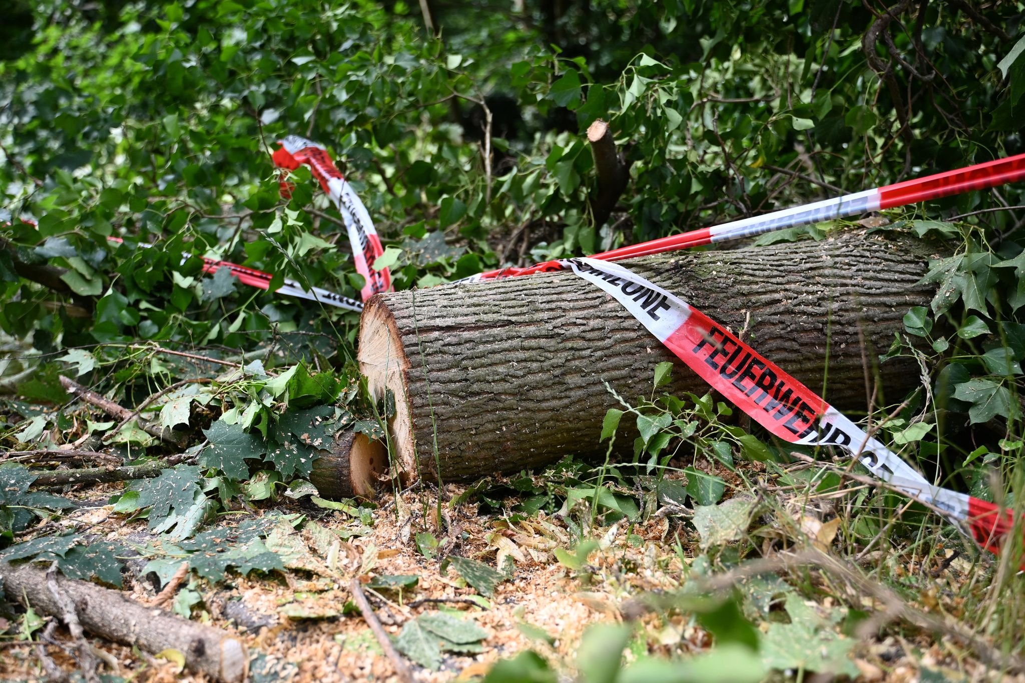 Sturm über Berlin: Klimawandel verstärkt Waldschäden