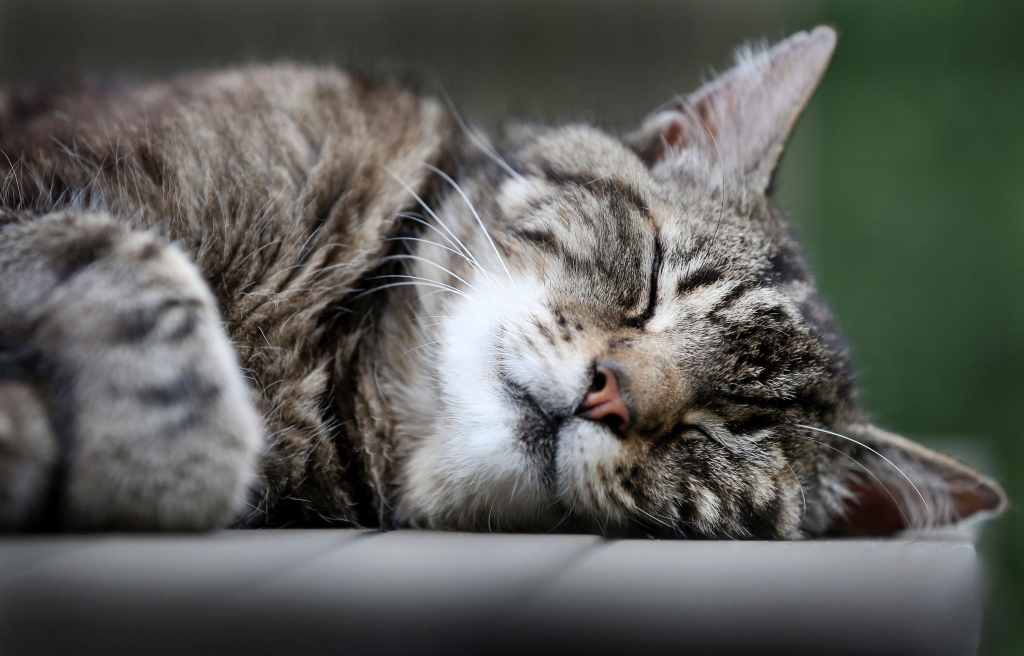 Katzen sind Linksschläfer – aus gutem Grund
