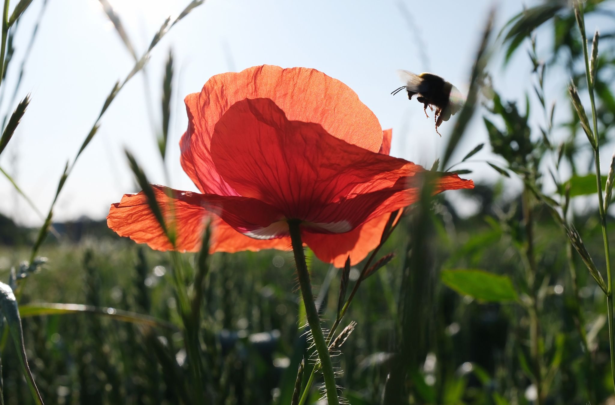 Sommeranfang: Deutschland schwitzt bei bis zu 37 Grad